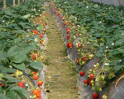 草莓基地